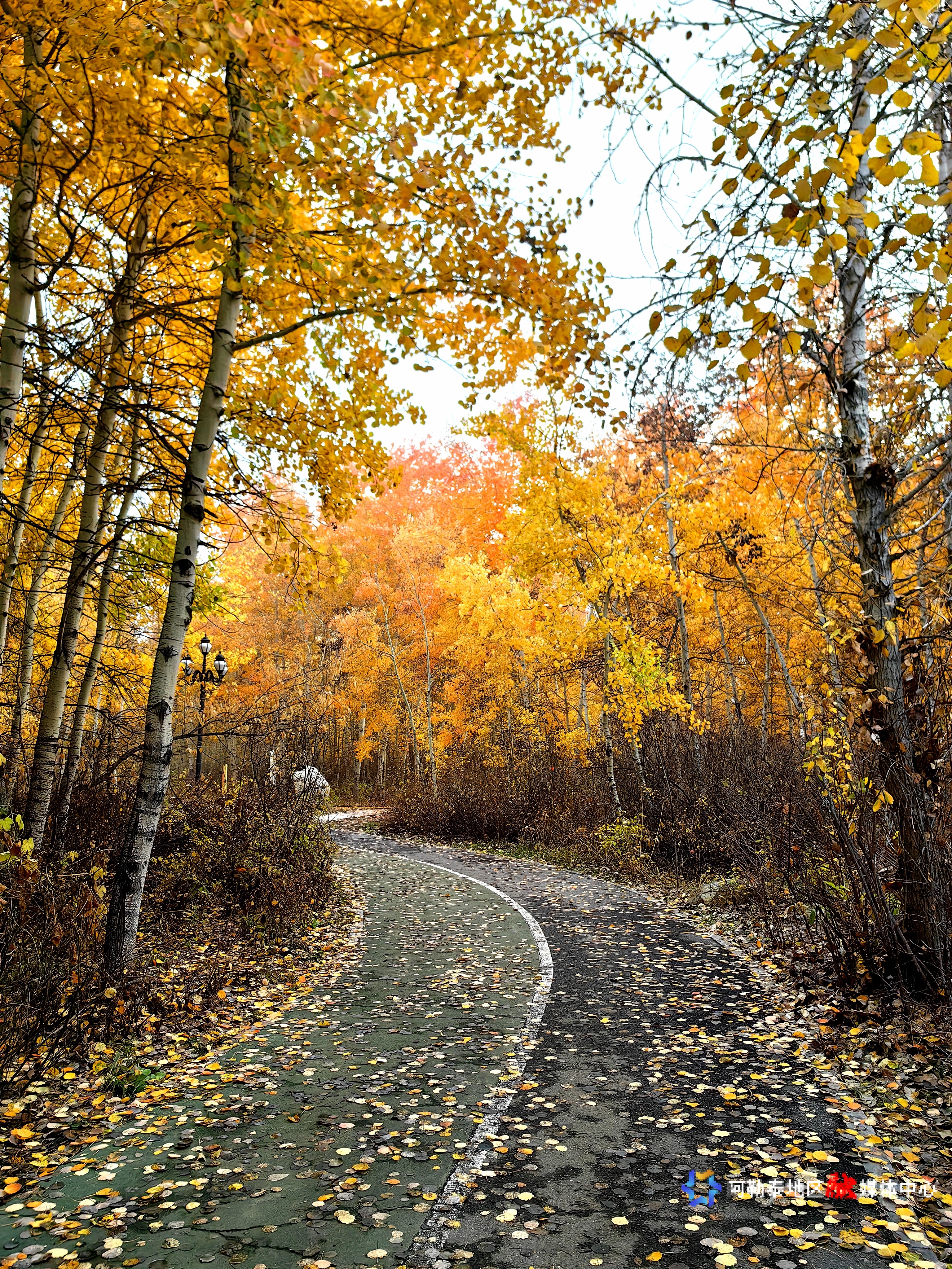 mmexport1729076705489