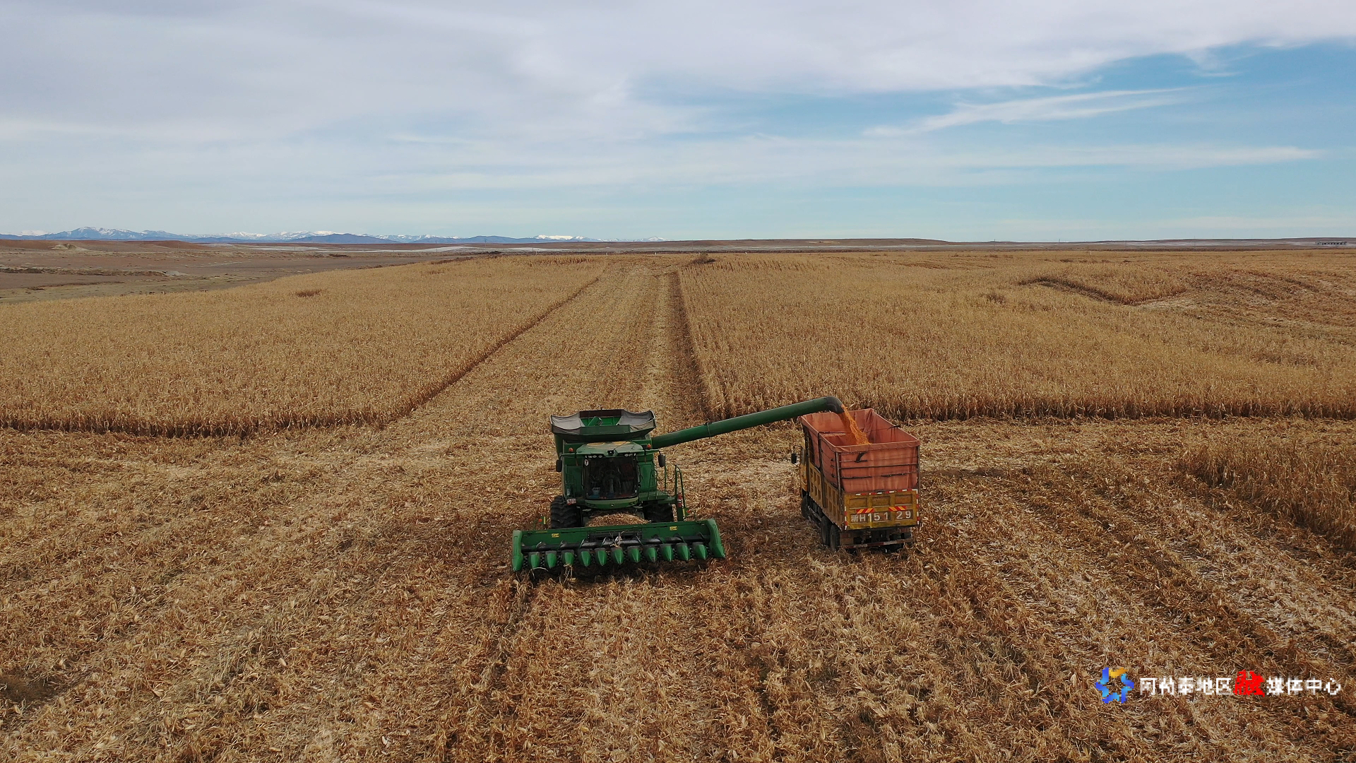 0月29日,在阿勒泰市切尔克齐乡640台地片区,种植户陈西阳家的玉米正在进行收割,收割机来回穿梭其中,将一片片成熟的玉米收割、脱粒并投入运输车里,收割工作有条不紊的进行着。 (2)