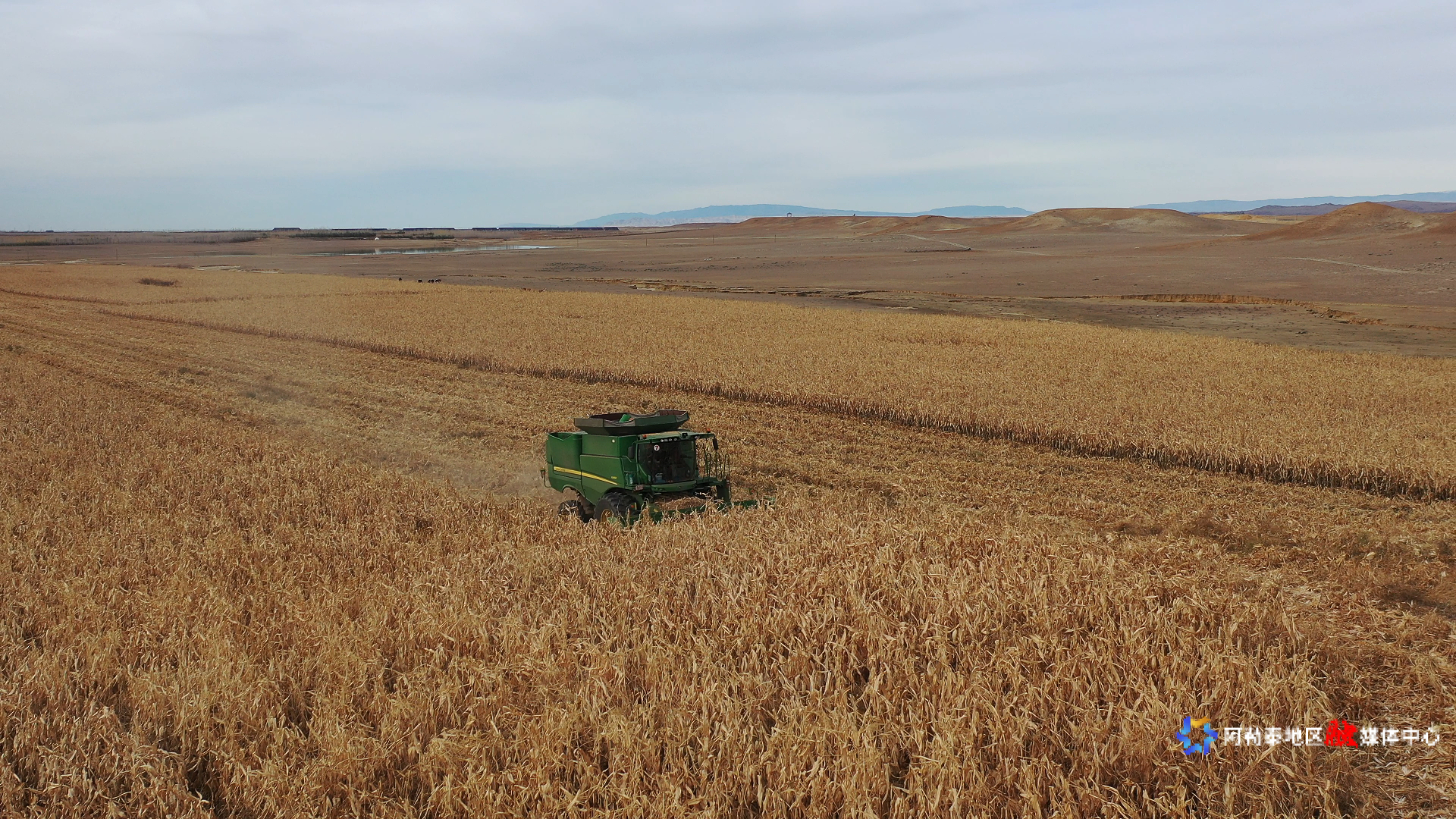 0月29日,在阿勒泰市切尔克齐乡640台地片区,种植户陈西阳家的玉米正在进行收割,收割机来回穿梭其中,将一片片成熟的玉米收割、脱粒并投入运输车里,收割工作有条不紊的进行着。