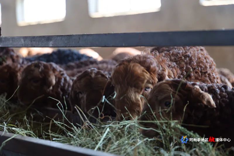 mmexport1743483141880