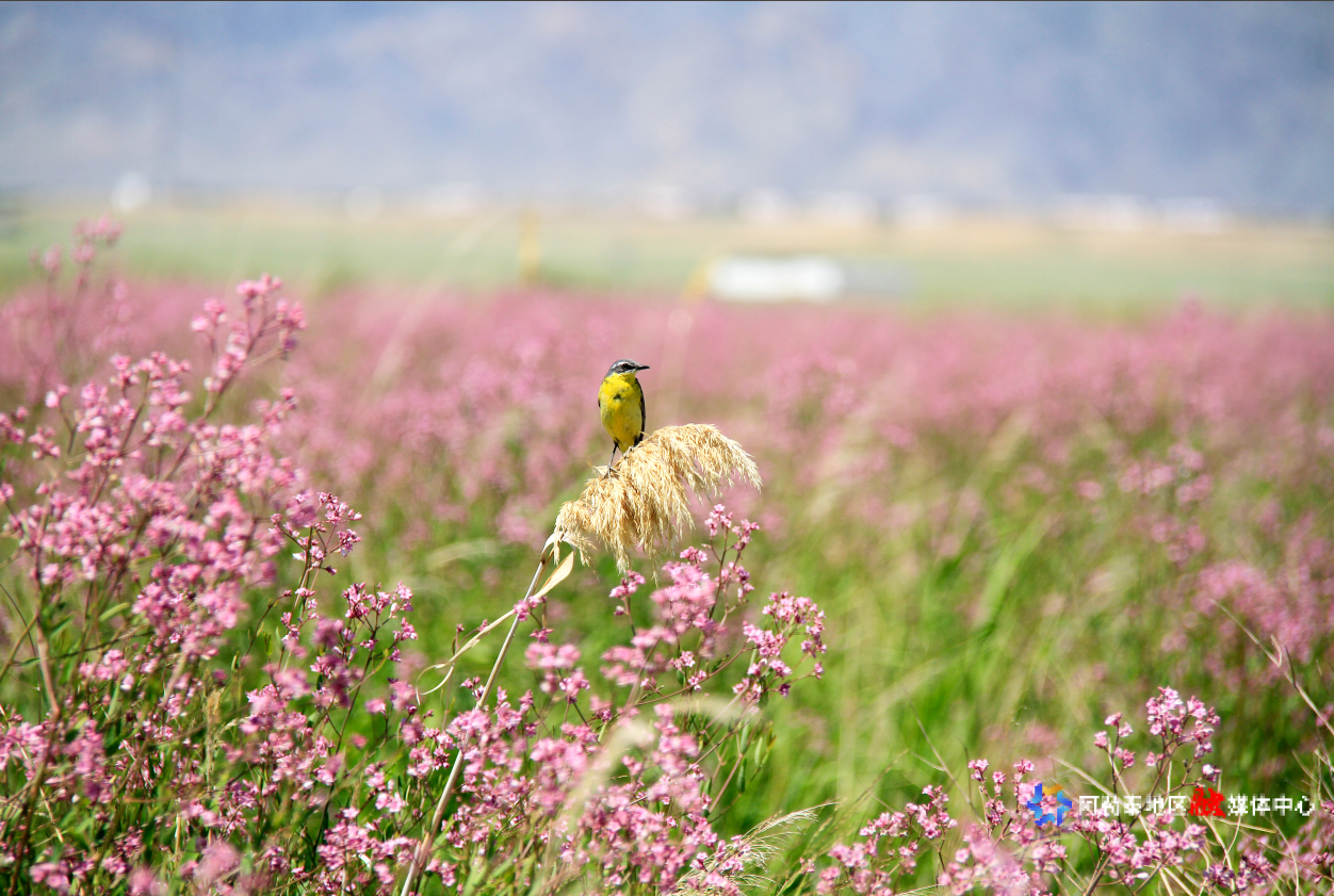 mmexport1755052832088