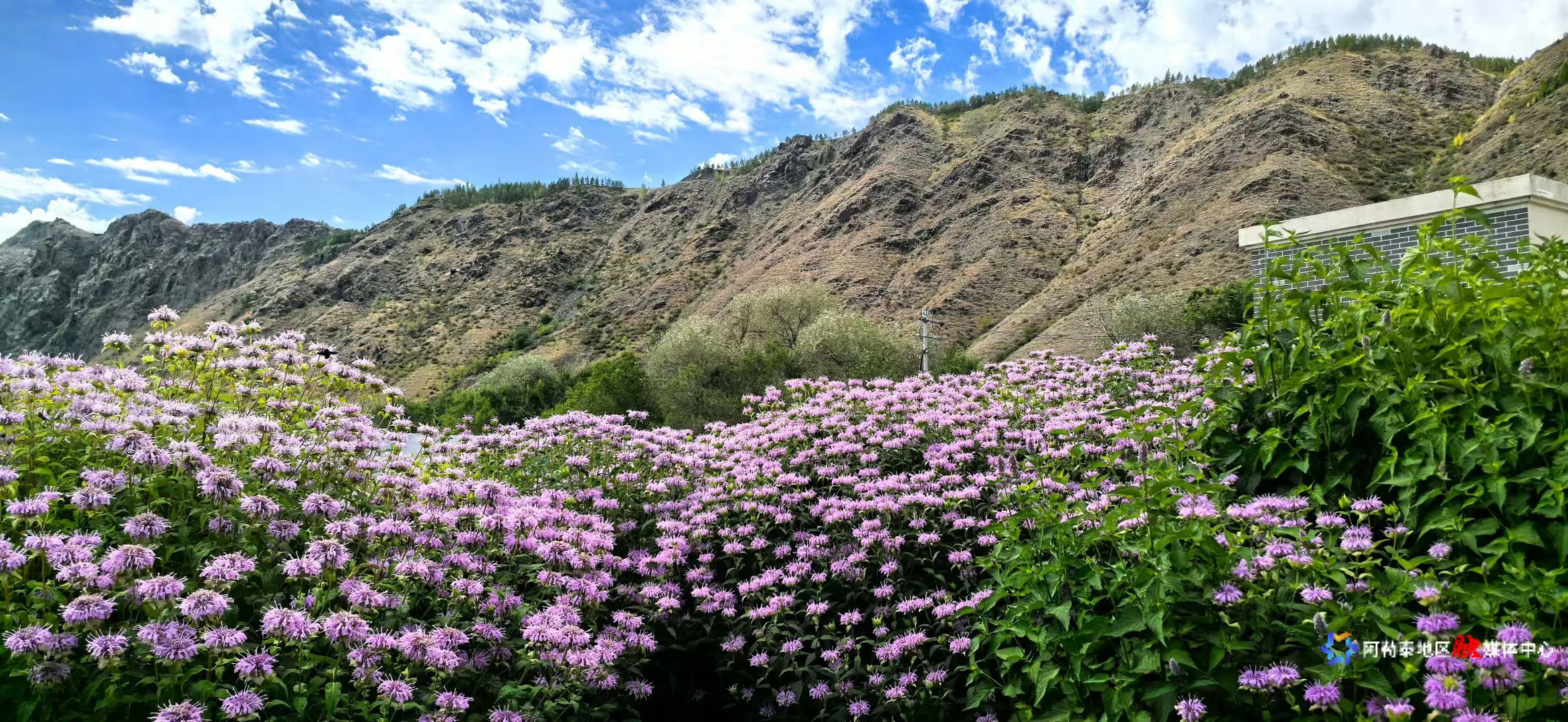 mmexport1754630533634